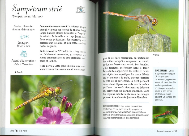A la découverte des insectes