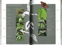 Fleurs et insectes