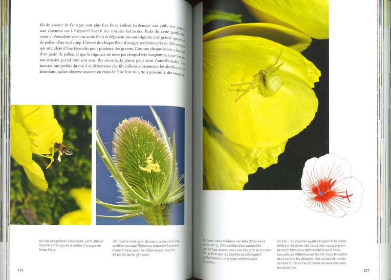 Fleurs et insectes