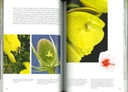 Fleurs et insectes