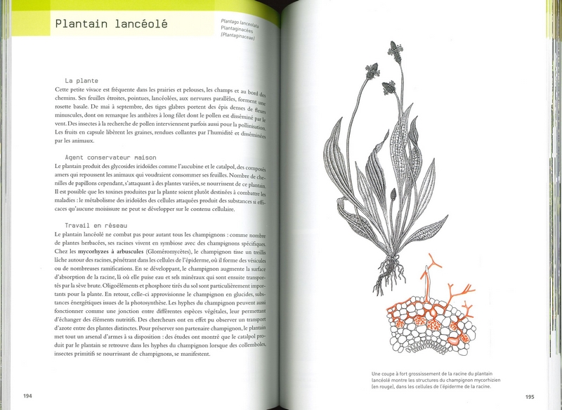 Fleurs et insectes