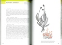 Fleurs et insectes