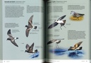 Identifier les oiseaux d'Europe - Coffret 2 Tomes