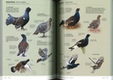 Identifier les oiseaux d'Europe - Coffret 2 Tomes