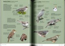 Identifier les oiseaux d'Europe - Coffret 2 Tomes