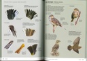 Identifier les oiseaux d'Europe - Coffret 2 Tomes