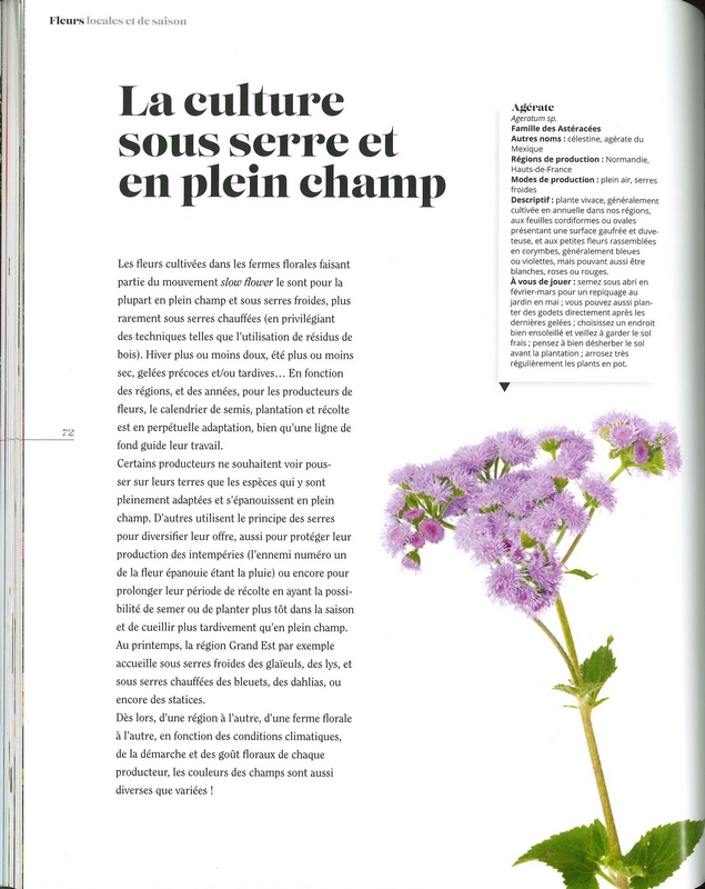 Fleurs locales et de saison