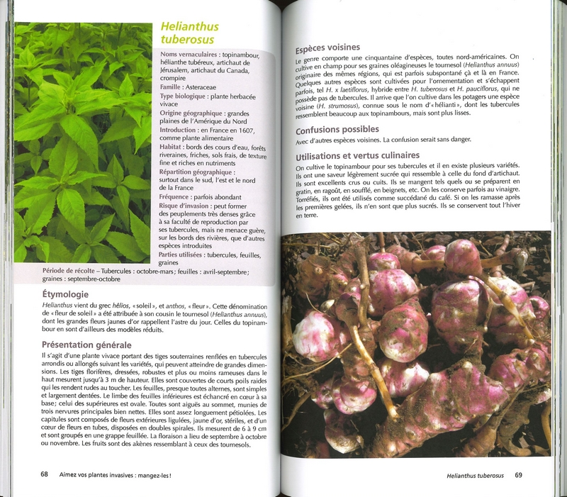 Aimez vos plantes invasives