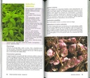 Aimez vos plantes invasives