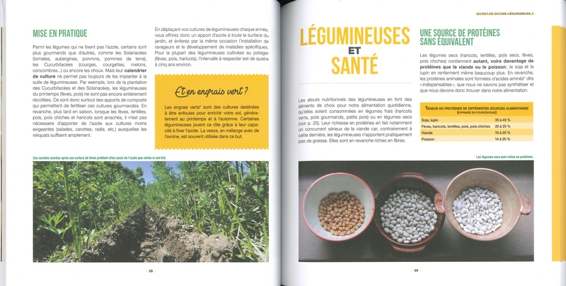 Légumineuses des protéines au potager