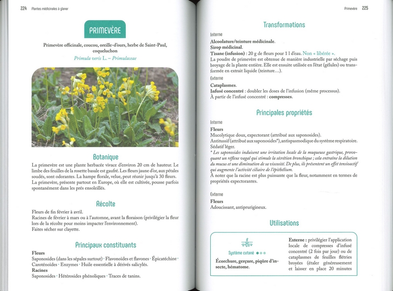 Plantes médicinales à glaner