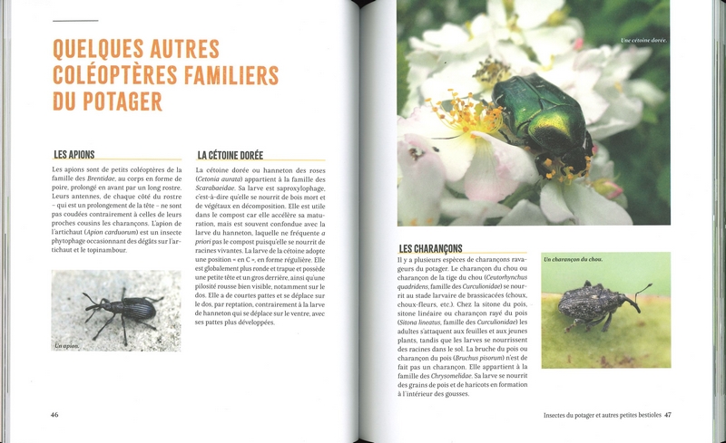 A la rencontre des insectes du potager