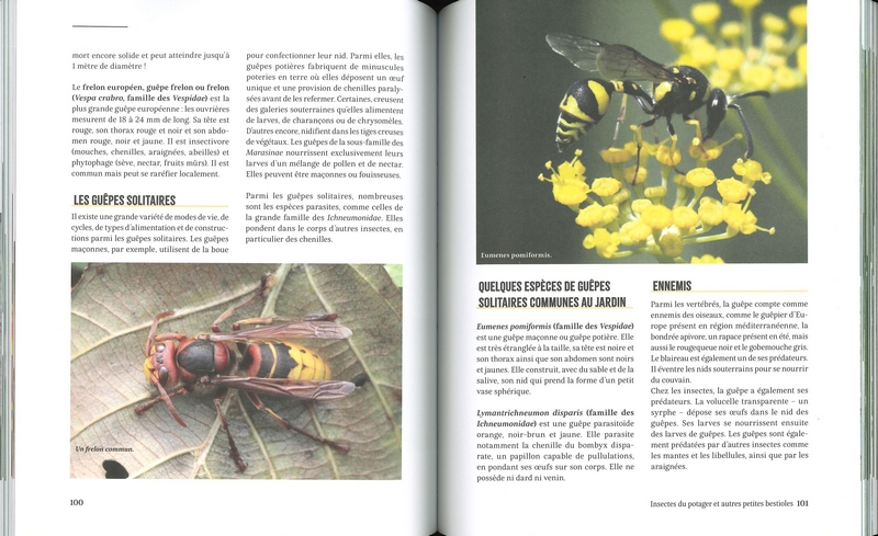 A la rencontre des insectes du potager