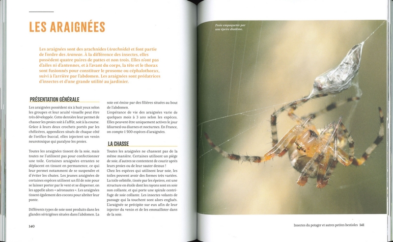 A la rencontre des insectes du potager