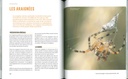 A la rencontre des insectes du potager