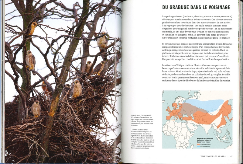 La vie des oiseaux
