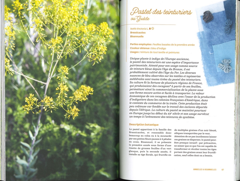 Cultiver les plantes tinctoriales