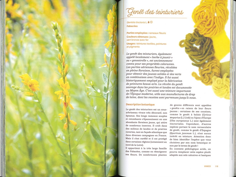 Cultiver les plantes tinctoriales