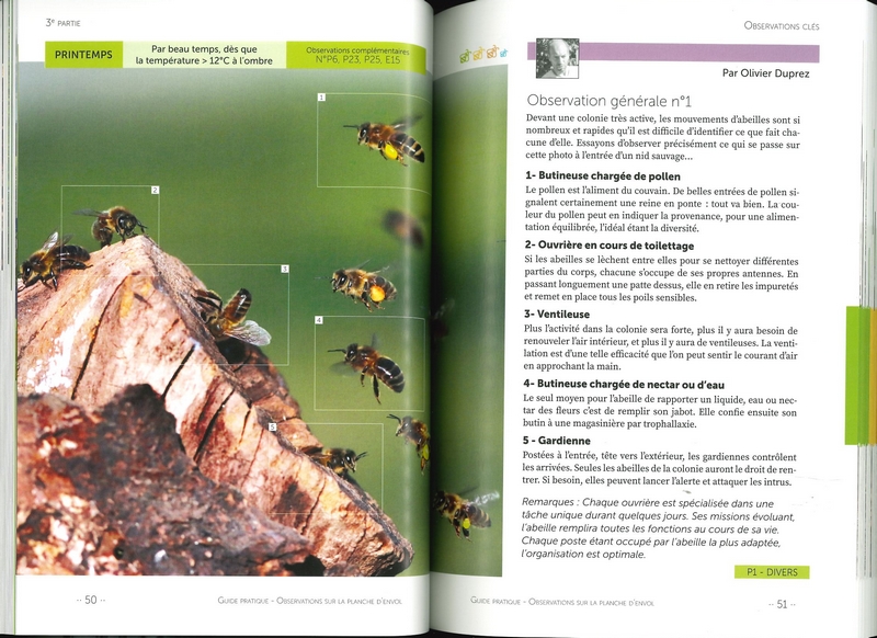 Observations sur la planche d'envol