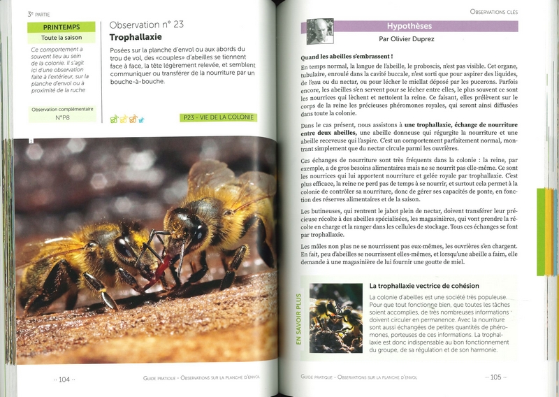 Observations sur la planche d'envol
