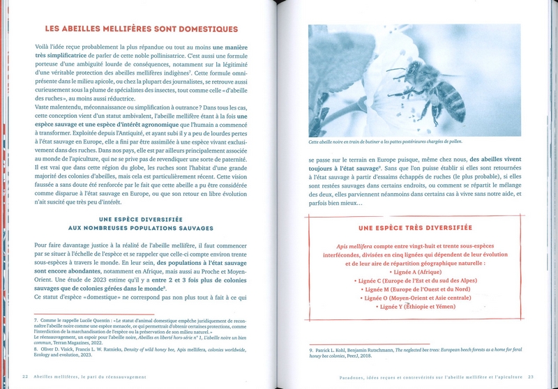 Abeilles mellifères le pari du réensauvagement