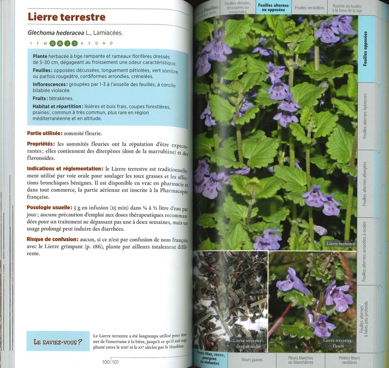 Guide des plantes médicinales sauvages