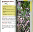 Guide des plantes médicinales sauvages