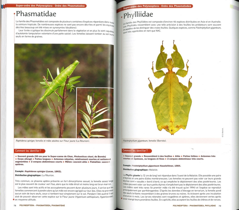 Guide des insectes