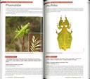 Guide des insectes