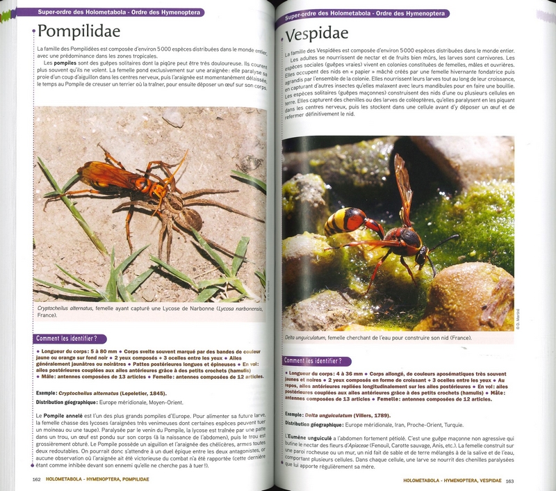 Guide des insectes
