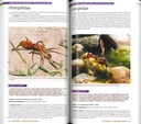 Guide des insectes