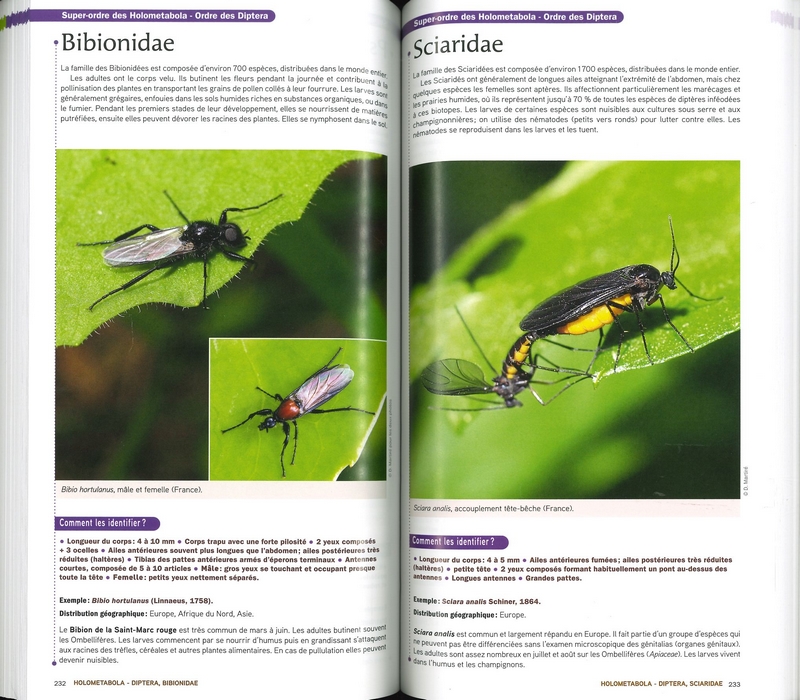 Guide des insectes