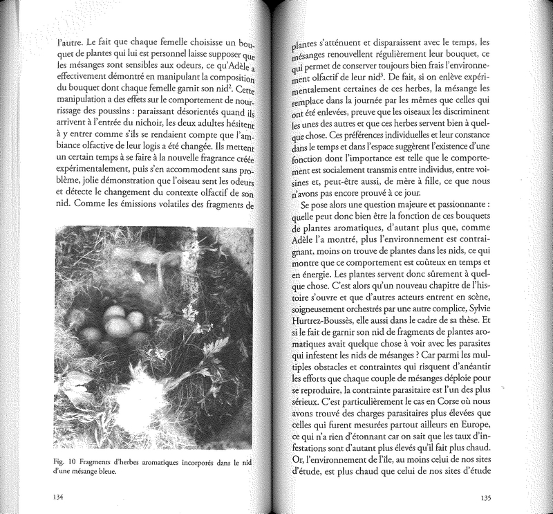 La mésange et la chenille