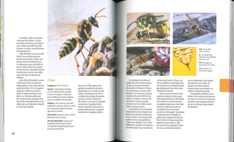 Des bestioles et des plantes