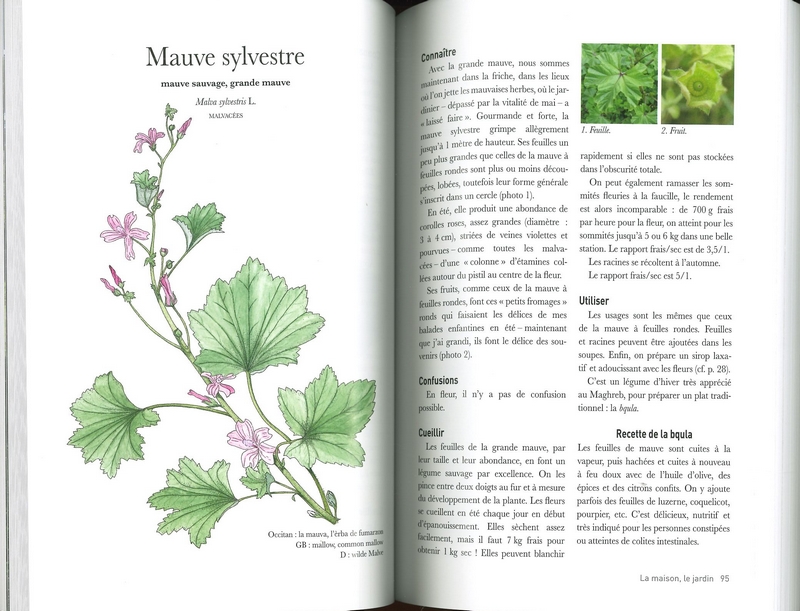 Les plantes sauvages - Thévenin
