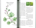 Les plantes sauvages - Thévenin