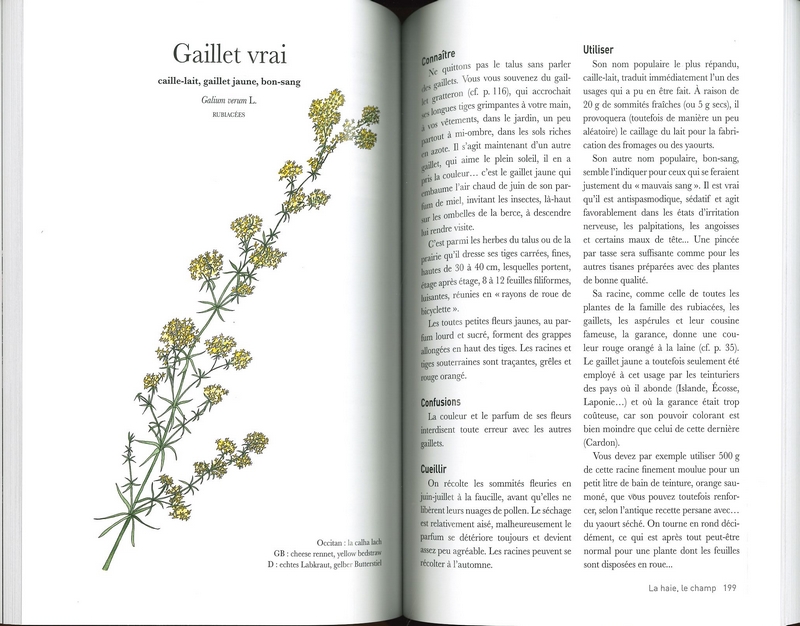 Les plantes sauvages - Thévenin