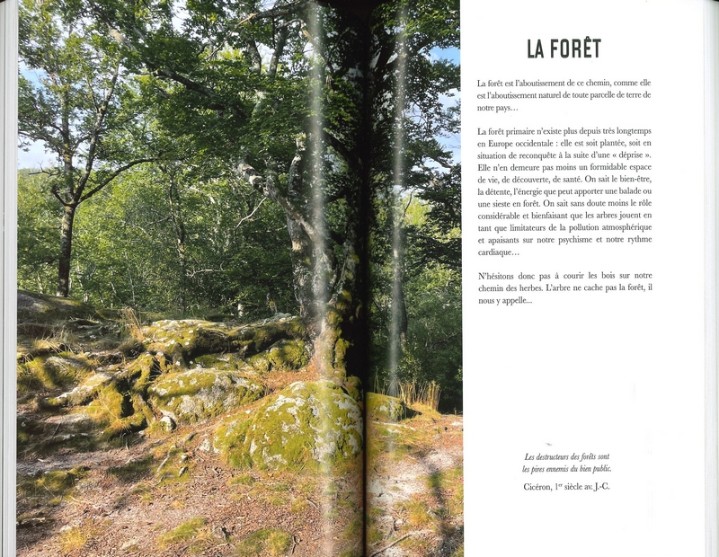 Les plantes sauvages - Thévenin