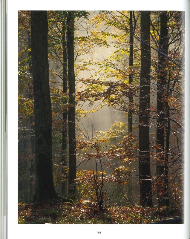 Le grand livre de la forêt