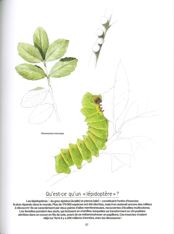Ces animaux qui nous protègent