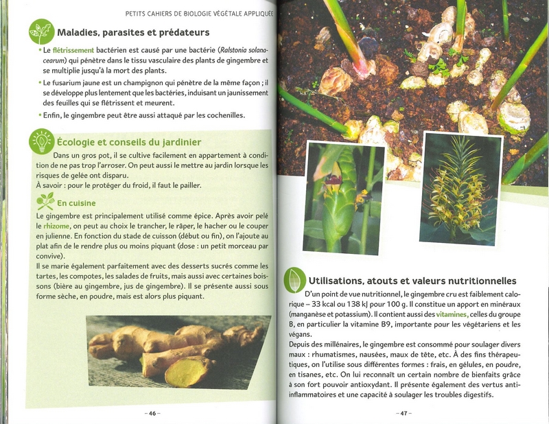 Les plantes légumières racines