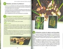 Les plantes légumières racines
