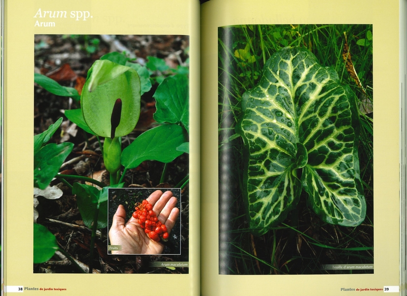 Plantes de jardin toxiques