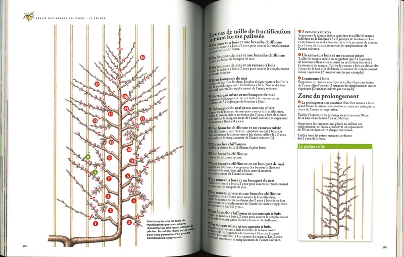 Le traité Rustica des arbres fruitiers