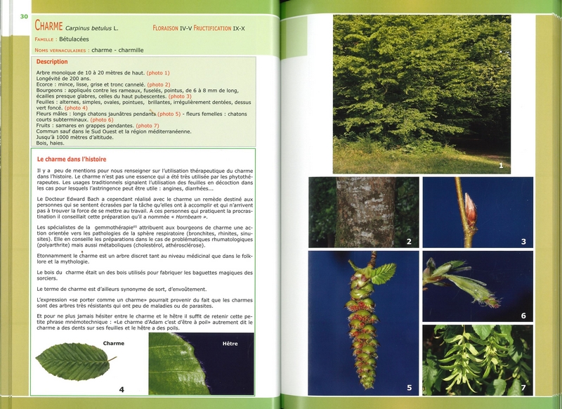 Reconnaissez 50 arbres médicinaux