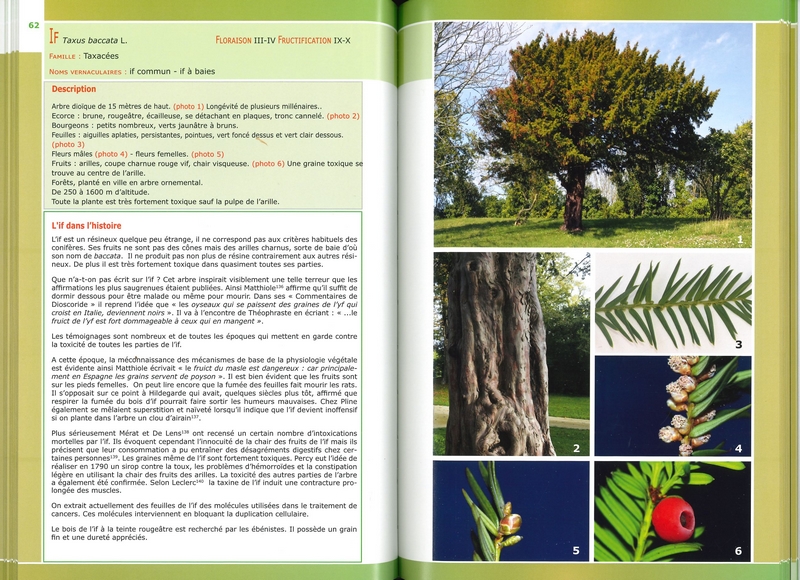 Reconnaissez 50 arbres médicinaux