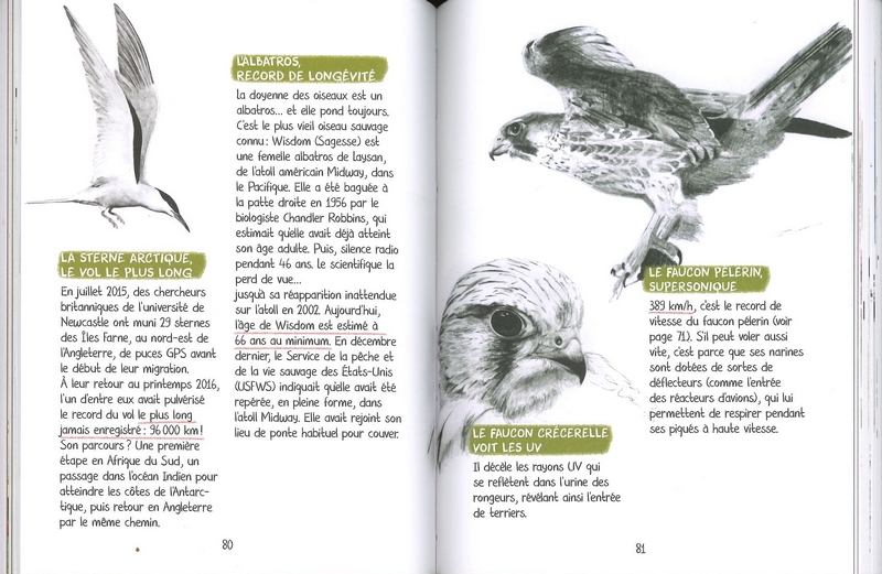 Découvrir les oiseaux de nos jardins