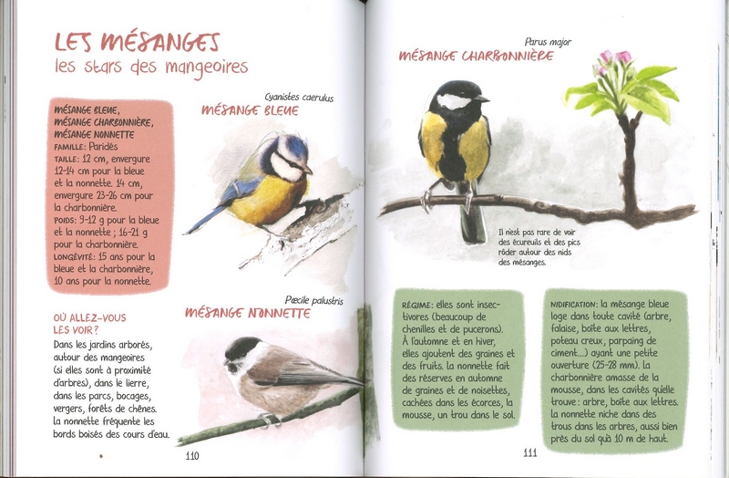 Découvrir les oiseaux de nos jardins