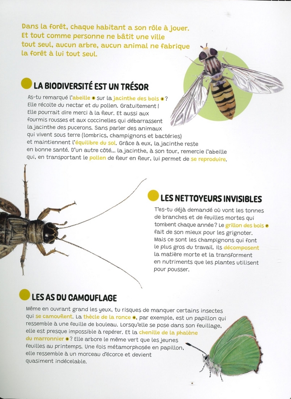 La forêt des merveilles