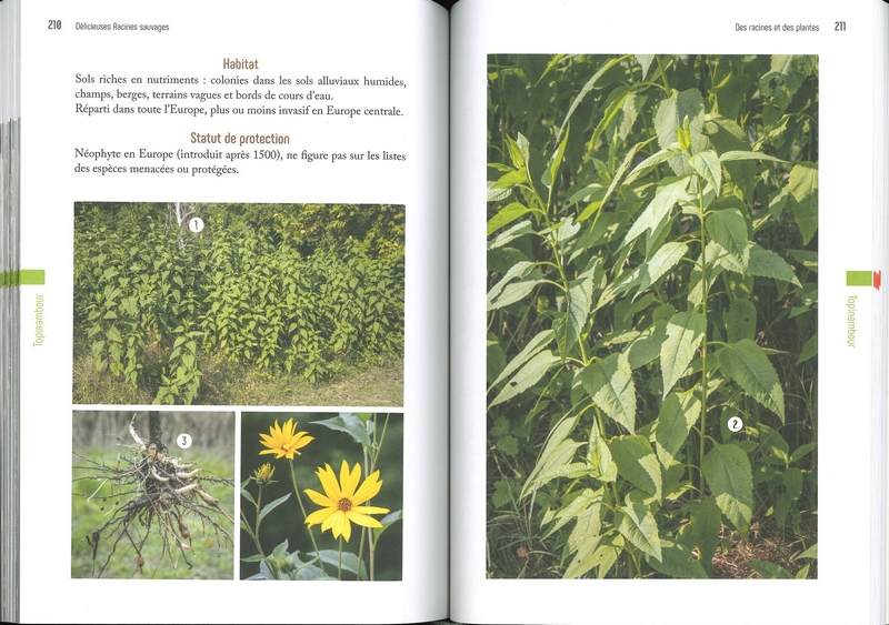 Délicieuses racines sauvages